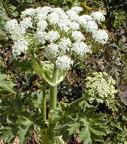 Angelica Archangelica Flower