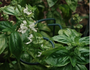 Growing Basil - Our Herb Garden!