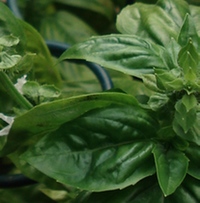 basil-leaves