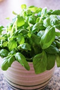 Potted Basil Plant