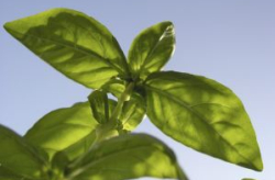 Basil Leaves