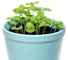 Basil Seedlings