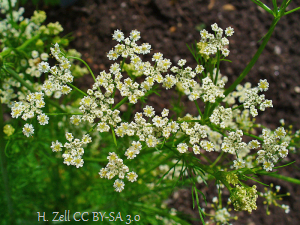 Caraway in Bloom