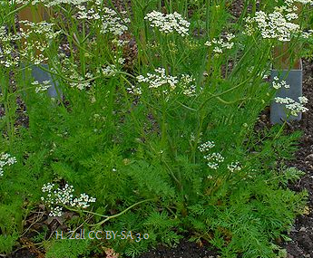 Growing Caraway Plant