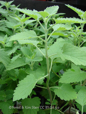 Growing Catnip Plant