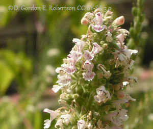 Catnip in Flower