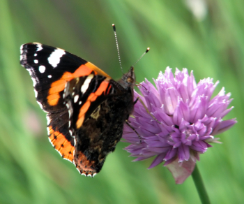 Chive Flower & Butterfly