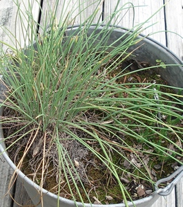 growing chive in a pot