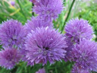 Chive Flowers