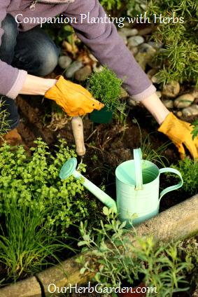 Companion Planting With Herbs