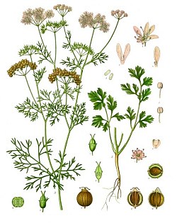 Growing Cycle of Coriander