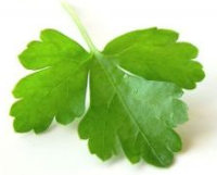 Coriander Leaf