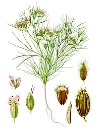 Growing Cycle of Cumin