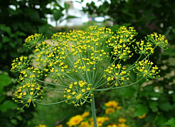 Flowering Dill