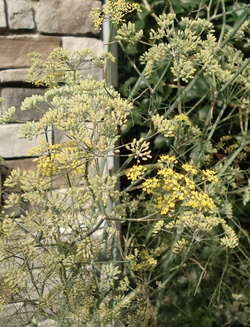 Neighbor's beautiful fennel plant. Isn't it pretty against her stone wall.