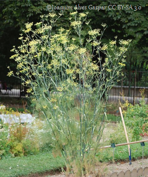Fennel Plant in Bloom