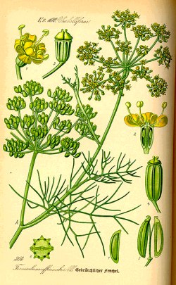 Fennel Life Cycle