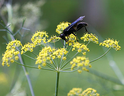 Fennel Flower being polinated by a parasitoid wasp