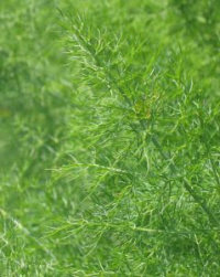 Fennel Plant