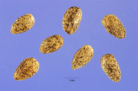 Horehound Seeds