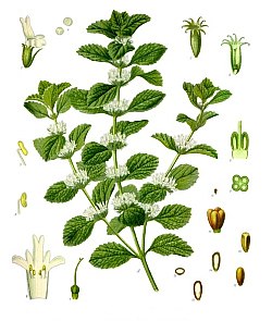 Horehound Growing Cycle