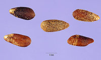 Hyssop Seeds
