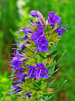 Hyssop in Flower