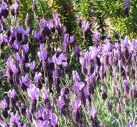 Lavender Flowers