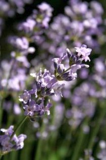 Lavender Flowers