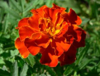 Blooming Marigold