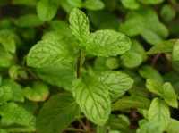 Growing Mint Plant