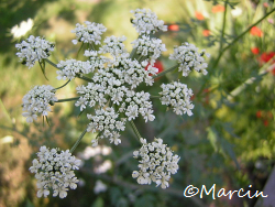 Parsley in Flower