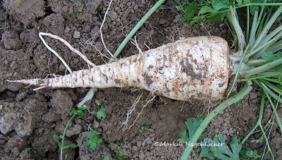 Parsley Root photo courtesy of Markus Hagenlocher