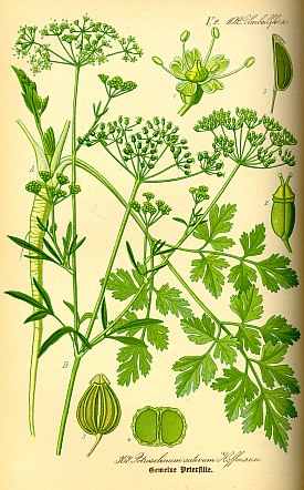 Growing Cycle of Parsley