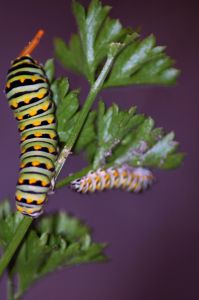 Swallowtail Caterpillars on a Parsley Plant