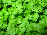 Parsley Plant