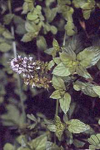 Peppermint Plant in Flower