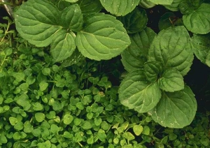 Growing Peppermint Plants