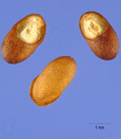 Rosemary Seeds