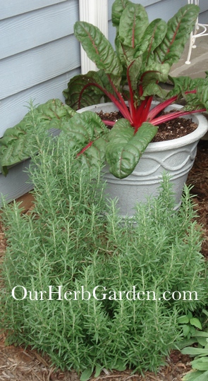 our rosemary plant