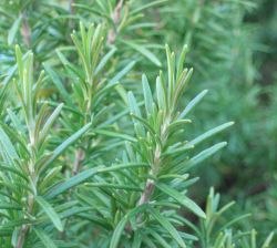 Rosemary Plant