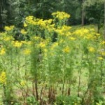 Tansy Plants in Flower