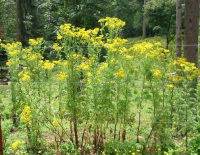 Tansy Plants in Flower