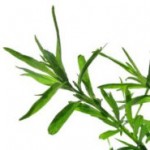 Tarragon Plant
