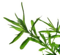 Tarragon Plant