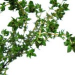 Thyme Plant