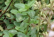 thyme-leaves
