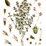 Thyme Plant