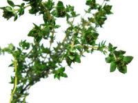 Thyme Plant