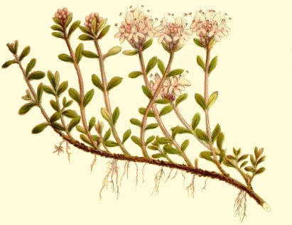 Creeping Thyme Botanical Drawing